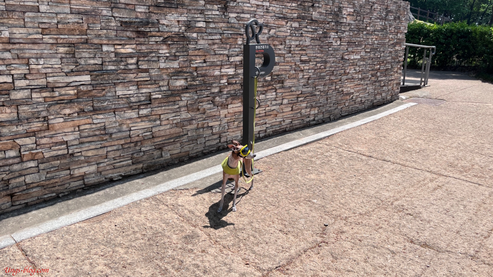 한양도성길 4코스, 남산입구에서 만난 멋진 강아지