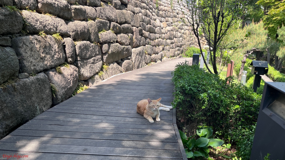 한양도성길 4코스 초입에 고양이가 반겨줍니다.